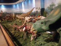 쥬라기박물관 안면도 | 보배드림 국산차게시판