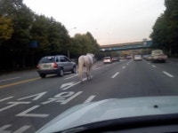 백마 교통 | 보배드림 국산차게시판