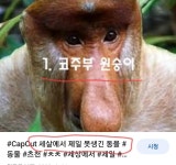 세상에서 가장 못생긴동물 | 보배드림 정치게시판