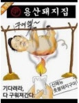 촛불 돼지구이 | 보배드림 정치게시판