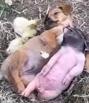 건희 | 보배드림 정치게시판