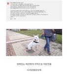 스브스 동물농장 근황. | 보배드림 베스트글