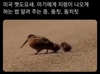 둠칫 둠칫 길막하는 도요새의 새로운사실 gif | 보배드림 베스트글 둠칫 둠칫 길막하는 도요새의 새로운사실 gif | 보배드림 베스트글