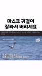 마스크 버리실 때, 꼭 주의하세요~ | 보배드림 베스트글