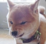 아침부터 키우던 개가 화를 내네요 | 보배드림 베스트글