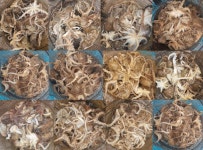 쭈.갑 먹물조황+ - [쭈갑조황]4월 25일 은지호 알 주꾸미 낚지대박 조황