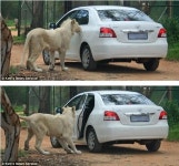 특종! 사자가 도요타 문을 열다!!!! | 보배드림 국산차게시판