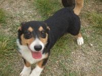 개 분양 | 보배드림 국산차게시판