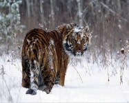 스포티지R 호랑이 비교 | 보배드림 국산차게시판 스포티지R  호랑이 비교 | 보배드림 국산차게시판