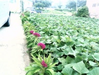 멧돼지 수십마리를 토벌하였습니다 ....((사진)) | 보배드림 국산차게시판