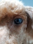 거울셀카 말고 눈동자셀카🐶 - 인스티즈(instiz) 일상 카테고리