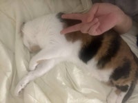 [잡담] 고양이랑 같이 자는 권력 - 인스티즈(instiz) 일상 카테고리