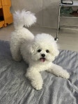 [잡담] 친언니 강아지 나 개좋아하는데 놀때표정이랑 헤어질때표정 - 인스티즈(instiz) 일상 카테고리