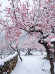 [잡담] 강원도에 벚꽃위에 눈 앉은 근황이래 - 인스티즈(instiz) 연예 카테고리