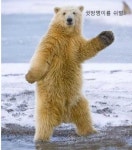 ▶ 안산[삼일로] - 살벌한 운전미숙사고..시간차로 목숨을 건진 아저씨 | 보배드림 교통사고/블박