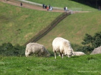 [E-1, E-330] 양떼목장에서..... - COOL 갤러리 [E-1, E-330]  양떼목장에서..... - COOL 갤러리