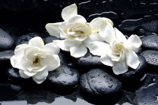Rose and Gardenia: Flowers of the Czar Garden ~ Fragrance Reviews Rose and Gardenia: Flowers of the Czar Garden ~ Fragrance... 