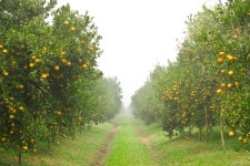 Brera6 Perfumes: My Fragrant Milan ~ Fragrance Reviews Brera6 Perfumes: My Fragrant Milan ~ Fragrance Reviews ~ Fragrantica