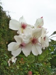 Michael Pickthalls Legacy: Elisabethan Rose by Penhaligons ~ Fragrance Reviews Michael Pickthalls Legacy: Elisabethan Rose by... 