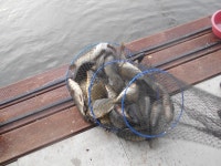 유료터정보 > 유료터점주조황 > 오목낚시터 유월 마지막날 올리는 조황정보