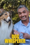 Dog Whisperer Pictures - Rotten Tomatoes Dog Whisperer Pictures