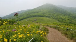 숲나들e - |