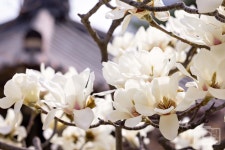 서울한컷 < 행정 | 서울특별시 서울한컷