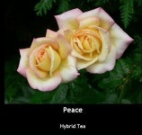 Photo of the bloom of Rose (Rosa Peace) posted by Mike - Garden.org Photo of the bloom of Rose (Rosa Peace)