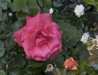 Photo of the bloom of Rose (Rosa Hi Neighbor) posted by Mike - Garden.org Photo of the bloom of Rose (Rosa Hi Neighbor)