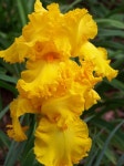 Photo of the bloom of Tall Bearded Iris (Iris Amarillo Frills) posted by mattsmom - Garden.org Photo of the bloom of Tall... 