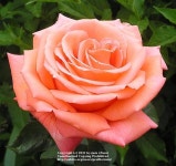 Photo of the bloom of Rose (Rosa Good Life) posted by zuzu - Garden.org Photo of the bloom of Rose (Rosa Good Life)