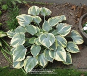 Photo of the entire plant of Hosta Aristocrat posted by ViolaAnn - Garden.org Photo of the entire plant of Hosta Aristocrat