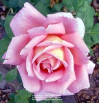 Photo of the bloom of Rose (Rosa My Choice) posted by zuzu - Garden.org Photo of the bloom of Rose (Rosa My Choice)