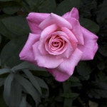 Photo of the bloom of Rose (Rosa First Prize) posted by Mike - Garden.org Photo of the bloom of Rose (Rosa First Prize)