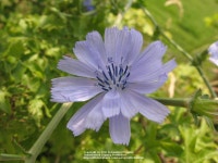 Chicory (Cichorium intybus) - Garden.org Plant database entry for Chicory (Cichorium intybus) with 64 images, 6 comments, and 40... 