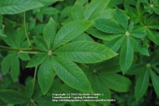 Photo of the leaves of Spider Flower (Tarenaya hassleriana) posted by chelle - Garden.org Photo of the leaves of Spider Flower... 