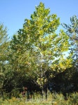 Photo of the entire plant of American Sycamore (Platanus... org Photo of the entire plant of American Sycamore (Platanus... 