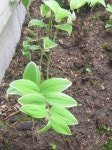 Photo of the entire plant of Solomons Seal (Polygonatum odoratum var. pluriflorum Variegatum) posted by NHJenDion - Garden.org... 