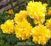 Photo of the bloom of Double-Flowering Japanese Kerria (Kerria japonica Pleniflora) posted by zuzu - Garden.org Photo of the... 