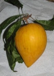 Canistel (Pouteria campechiana) - Garden.org Plant database entry for Canistel (Pouteria campechiana) with 2 images and 13 data... 