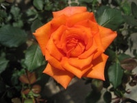 Photo of the bloom of Rose (Rosa Gingersnap) posted by Skiekitty - Garden.org Photo of the bloom of Rose (Rosa Gingersnap)