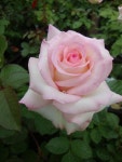 Photo of the bloom of Rose (Rosa Moonstone™) posted by Paul2032 - Garden.org Photo of the bloom of Rose (Rosa Moonstone™)
