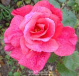 Photo of the bloom of Rose (Rosa Cinnamon Spice) posted by zuzu - Garden.org Photo of the bloom of Rose (Rosa Cinnamon Spice)