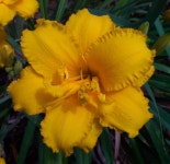 Photo of the bloom of Daylily (Hemerocallis Condilla) posted by Joy - Garden.org Photo of the bloom of Daylily (Hemerocallis... 