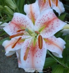 Lily (Lilium Salmon Star) in the Lilies Database - Garden.org Plant database entry for Lily (Lilium Salmon Star) with 63... 
