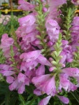 Photo of the bloom of Obedient Plant (Physostegia virginiana Vivid) posted by Paul2032 - Garden.org Photo of the bloom of... 