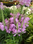 Photo of the bloom of Obedient Plant (Physostegia virginiana Vivid) posted by Paul2032 - Garden.org Photo of the bloom of... 