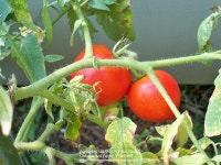 Photo of the fruit of Tomato (Solanum lycopersicum Celebrity) posted by NJBob - Garden.org Photo of the fruit of Tomato... 