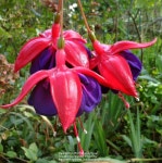 Fuchsias: Plant Care and Collection of Varieties - Garden.org