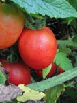 Photo of the fruit of Tomato (Solanum lycopersicum Amish Paste) posted by vic - Garden.org Photo of the fruit of Tomato... 